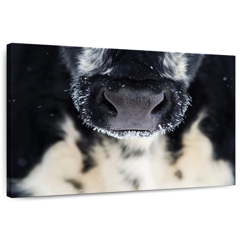 Brampt Cow Nose, 30" H x 45" W