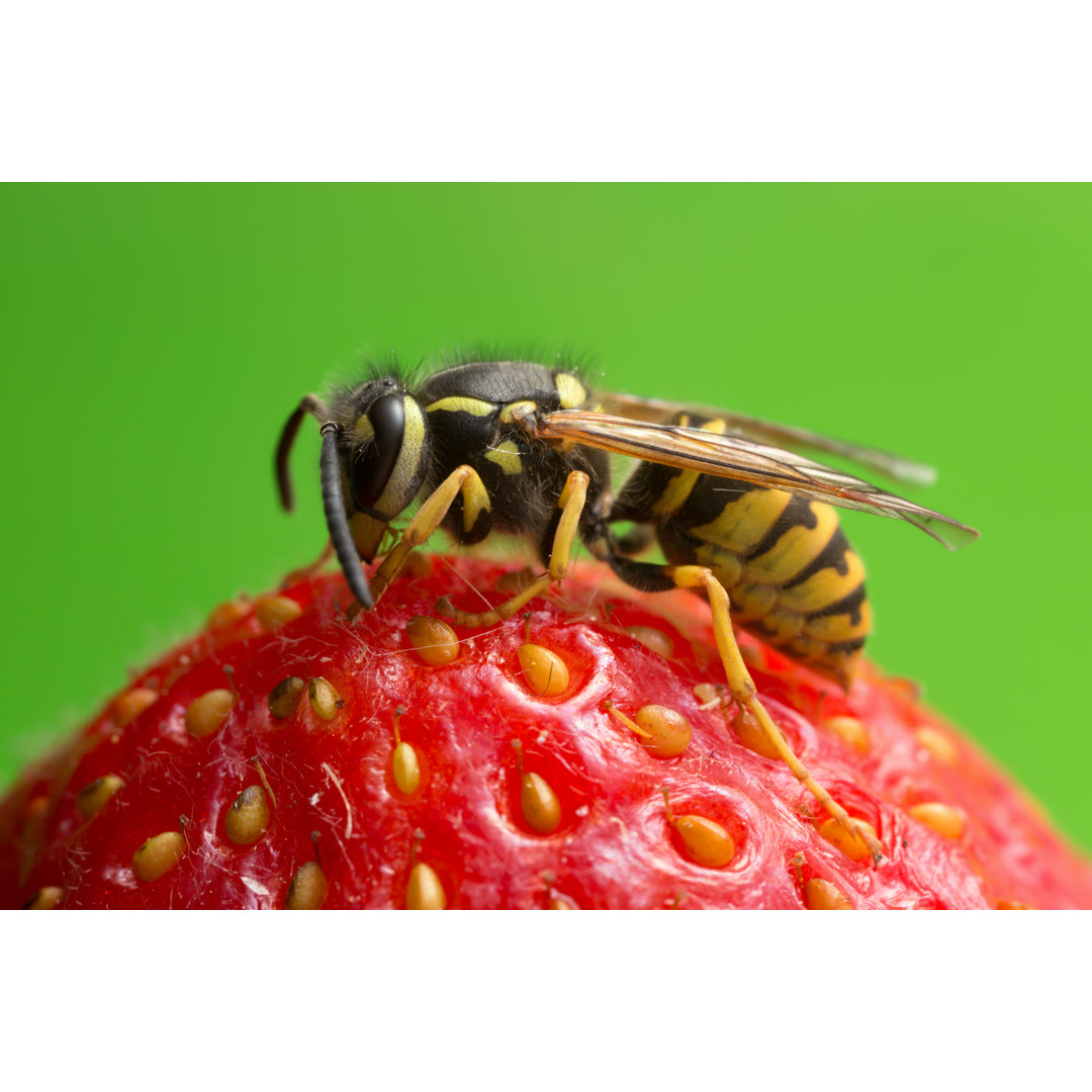 Kunstdruck Yellowjacket On Strawberry - Leinwandbild