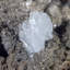Barite à pales bleues - Jebel Ouichane, Maroc