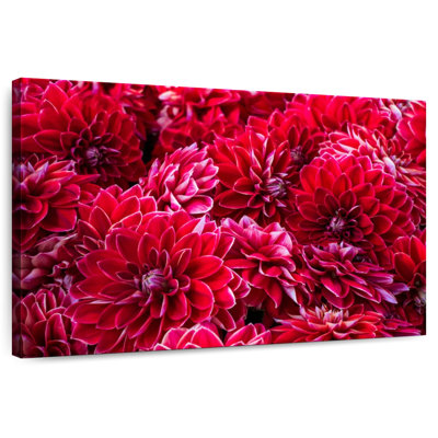 Harnek Dahlia Blooms