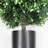 20.98'' Jasmine Plant