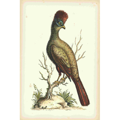 Regal Pheasants IV 2855025