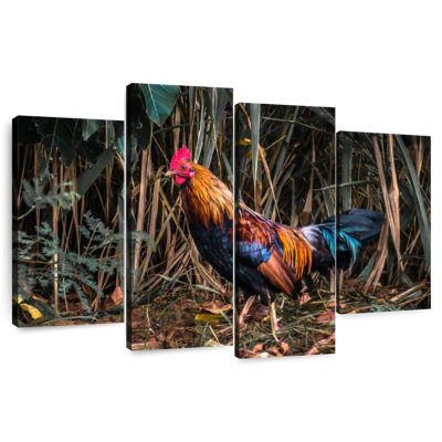 Lonely Kauai Rooster