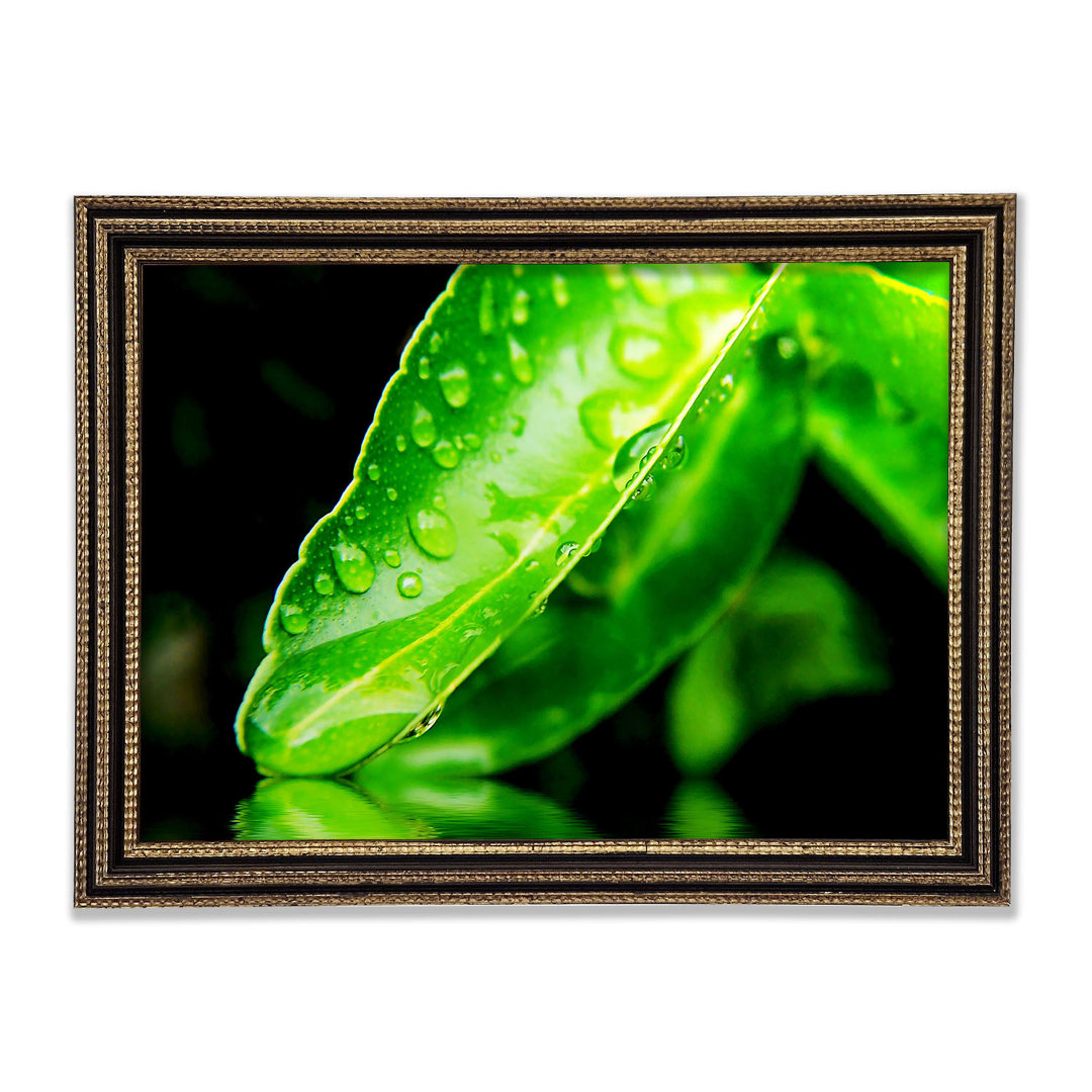 Gerahmtes Leinwandbild Green Leaf Reflection