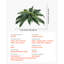 Faux Fern Plant-6104196