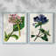 AntiqueFloralFolio III - reproduction encadrée de qualité supérieure - prête à être accrochée - aucun clou requis - aucun clou requis-488776834-488776833