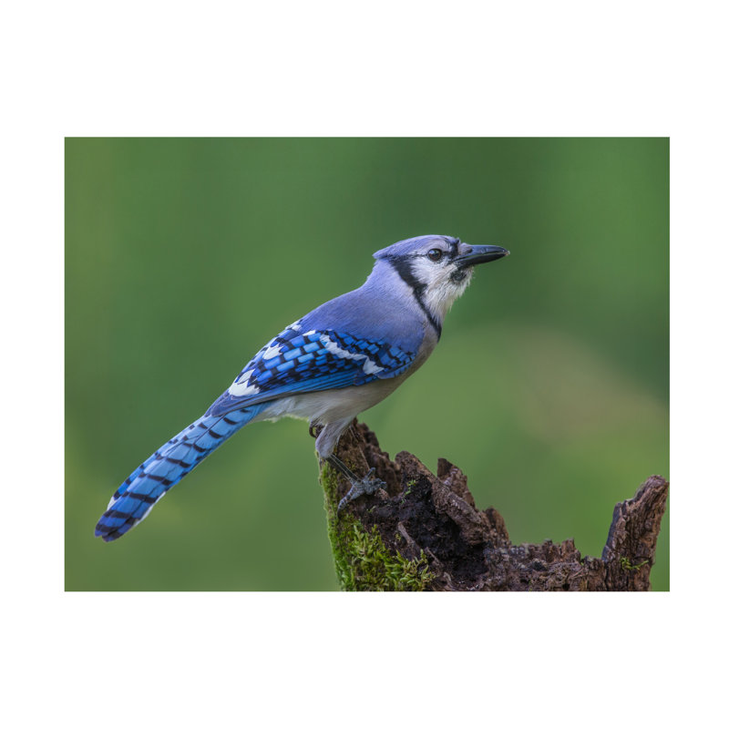 Greg Barsh Just A Jay Canvas Art, 14" H x 19" W