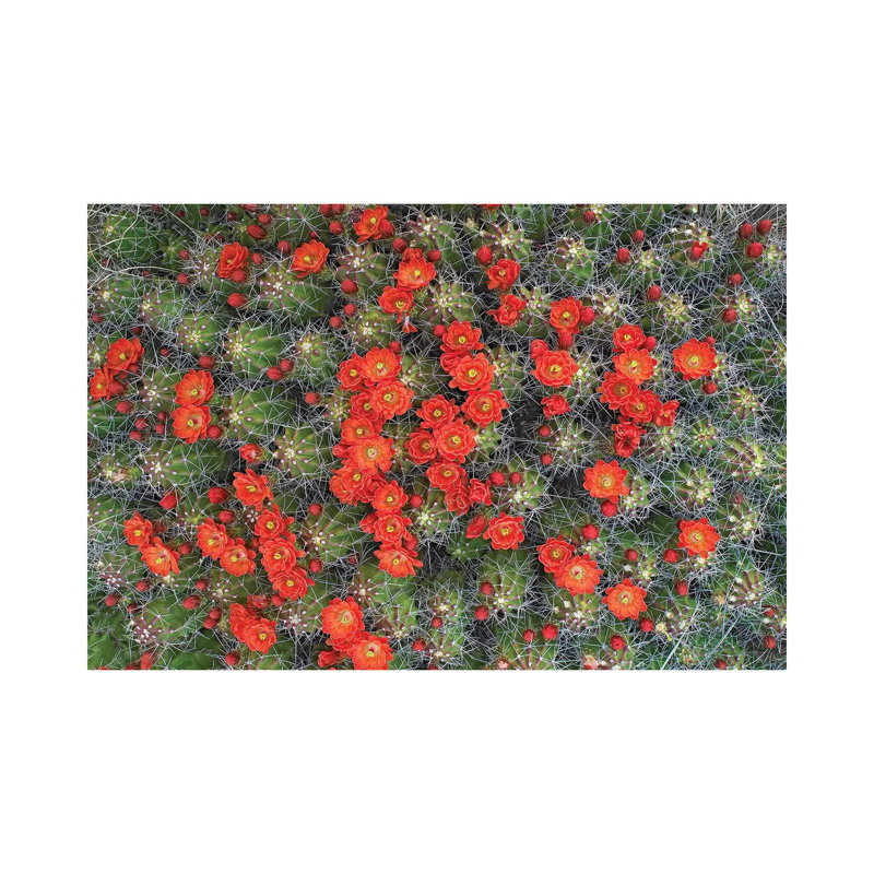 Claret Cup Cactus Detail Of Flowers In Bloom, North America I by Tim Fitzharris - No Frame Gallery-Wrapped Canvas Giclée on Canvas