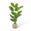 Simulation de banane grande plante verte-111038292-111038295
