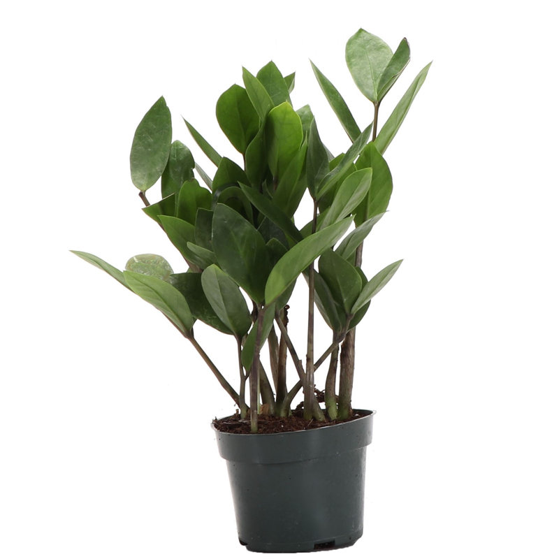 Live ZZ Plant, 6" H x 4" W x 4" D