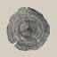 «Hand Drawn Oak» par Dan