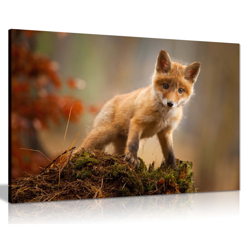 Curious Red Baby Fox - Wrapped Canvas Print, 31cm H x 46cm W