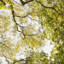 Paz VI Print by Karyn Millet-50632238-50632240