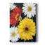 Gerbera - impression sur toile tendue-982584595