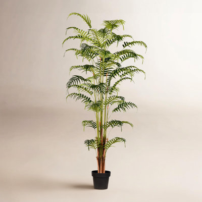 Palm Plant in Pot