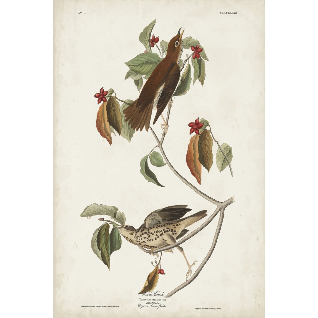 Leinwandbild Pl 73 Wood Thrush von John Audubon