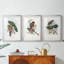 Gould Tropical Birds I - Impression personnalisée de qualité supérieure avec cadre mat - 3 pièces-479936736-479936737