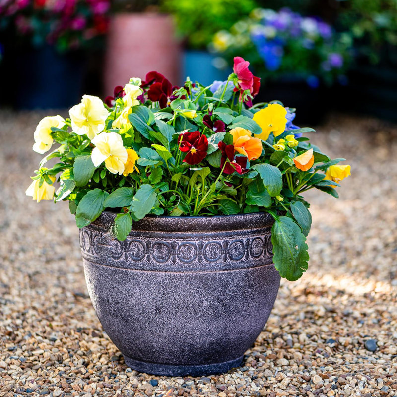 Cennie Pot Planter