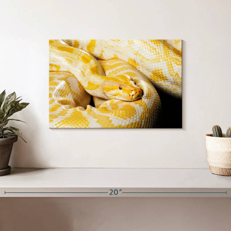 Brampt Albino Burmese Python, 8" H x 12" W