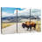 Brampt American Bison Crossing-106309005