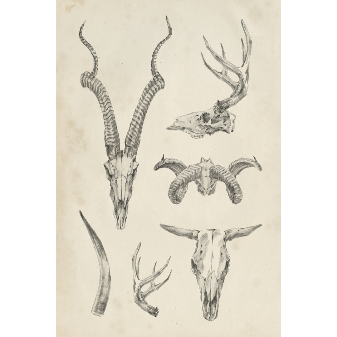 Leinwandbild Skull and Antler Study I von Ethan Harper