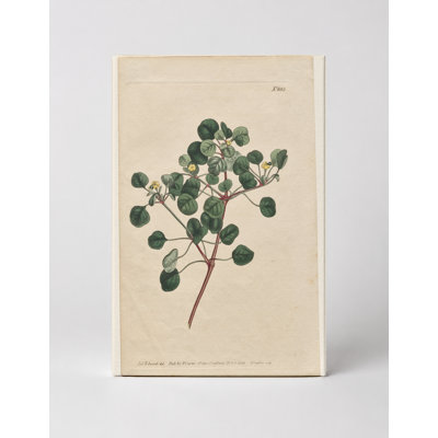 Curtis's Botanical Magazine, Plate 883 — Euphorbia — Portrait Canvas Wall Art