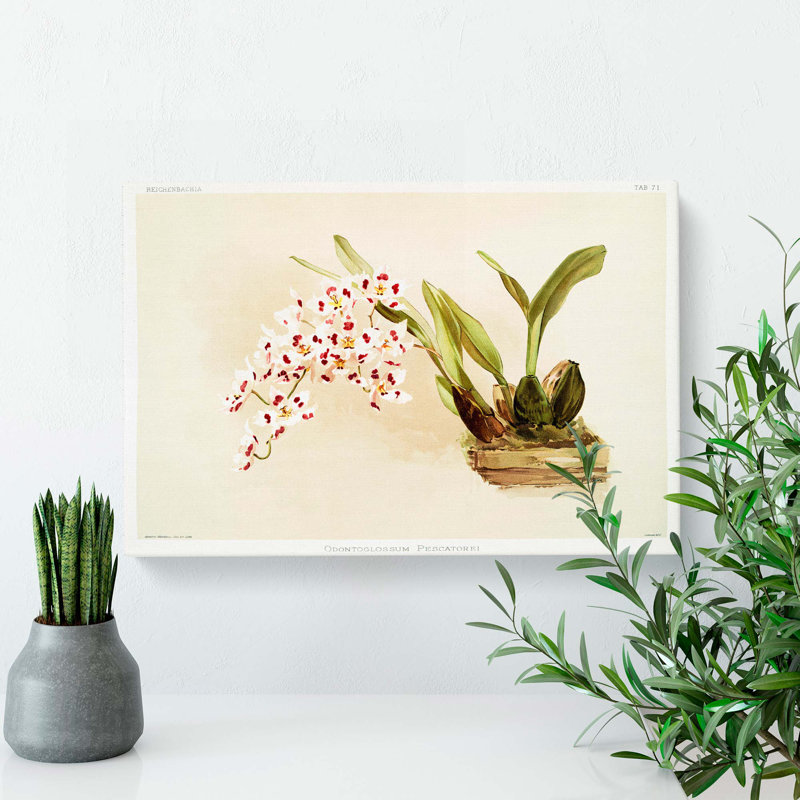 Magnolia Flowers Illustration Tab. 71 by Frederick Sander - Wrapped Canvas Art - Wrapped Canvas, 35cm H x 50cm W x 3cm D