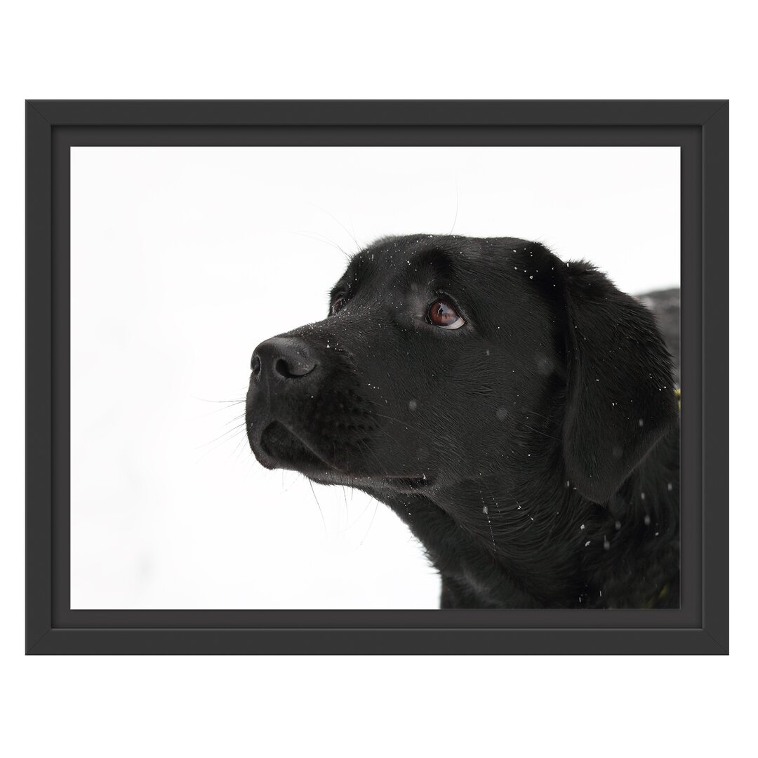 Gerahmtes Wandbild Schwarzer LabradorSchnee