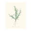 Herb Garden II Print by Sara Brown-26774987-26774988
