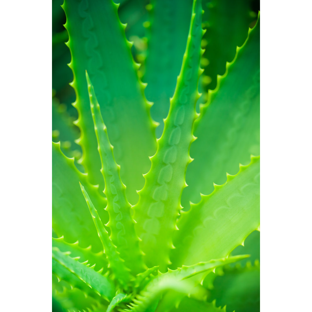 Aloe Blätter