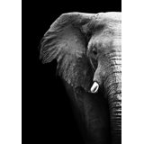 Elephant Profile Print