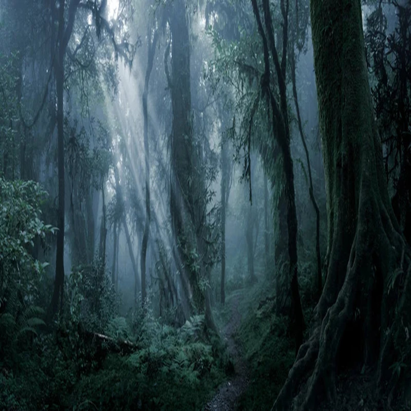 Enchanted Rainforest Lightfall, 117.96" L x 236" W