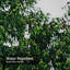 Rideau de douche avec 12 crochets Trees-853795528
