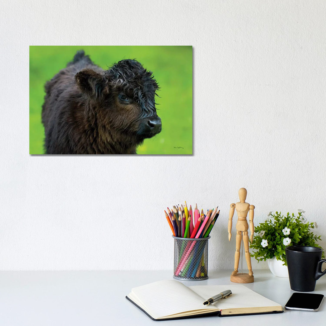 Scottish Highland Cattle XI by Alan Majchrowicz - Wrapped Canvas Gallery-Wrapped Canvas Giclée