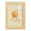 «Dappled Oranges II» - reproduction d'un seul cadre photo-4095034-4095053
