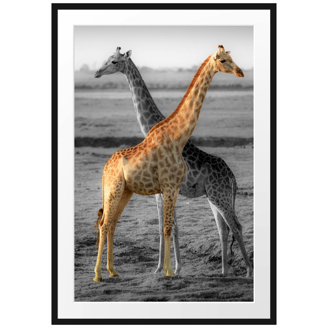 Gerahmtes Poster Schöne Giraffen in der Steppe