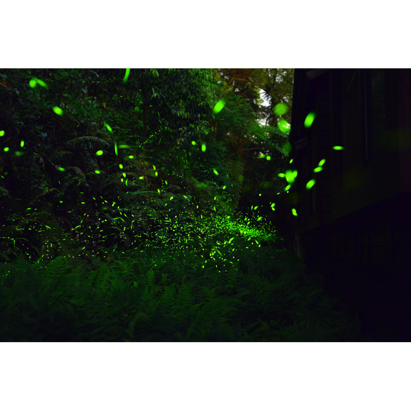 Fireflies Flying - Photographie sur toile tendue, H 20 po x l 30 po