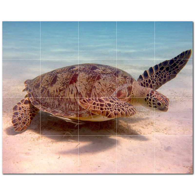 Turtle Photo 12'' x 12'' Satin Ceramic Decorative Mural