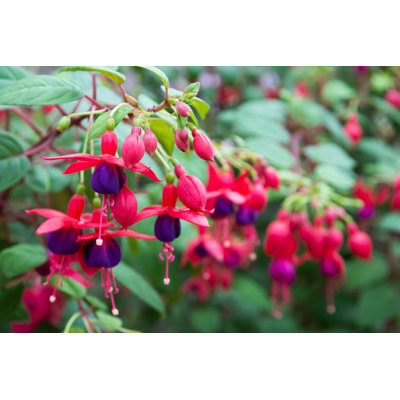 Fuchsia Flowers Beautiful Fuchsia Flowers In The Garden - Wrapped Canvas Print