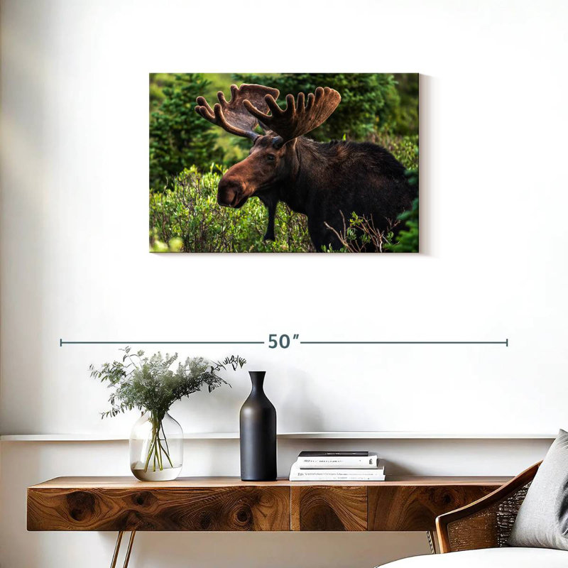 Brampt Wild Bull Moose, 20" H x 30" W