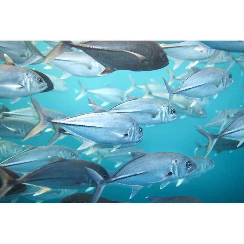 Tuna fish, 20cm H x 30cm W