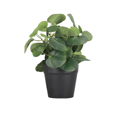 Plante verte en pot à feuilles rondes