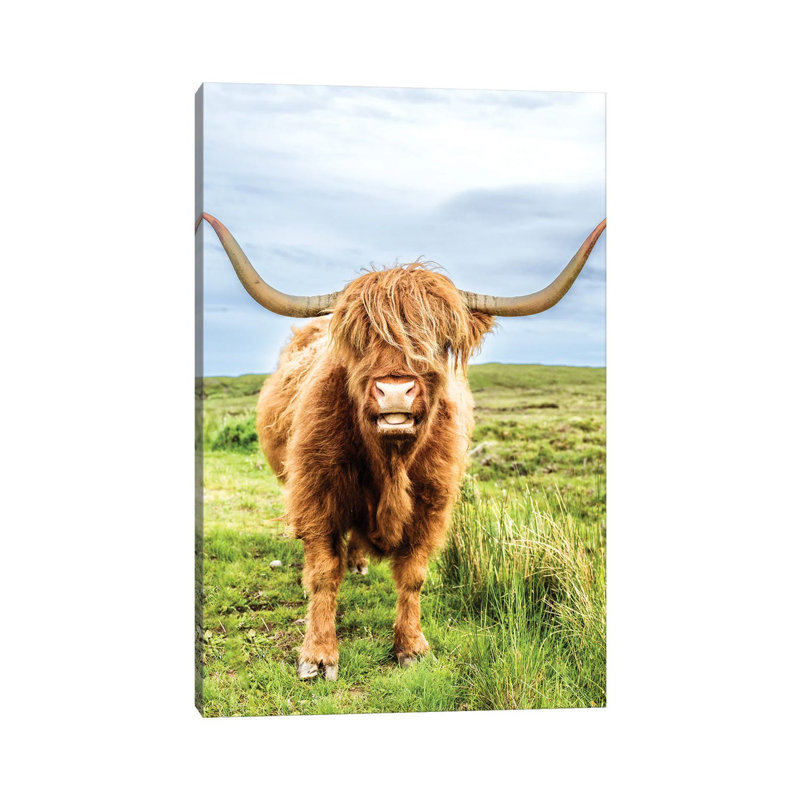 «Fluffy Baby Highland Cow», Écosse, H 18 po x l 12 po x 1,5 po