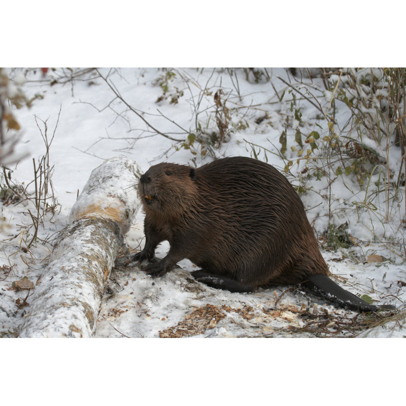 Beaver by Den-belitsky - Wrapped Canvas Print, 30cm H x 46cm W x 3.8cm D
