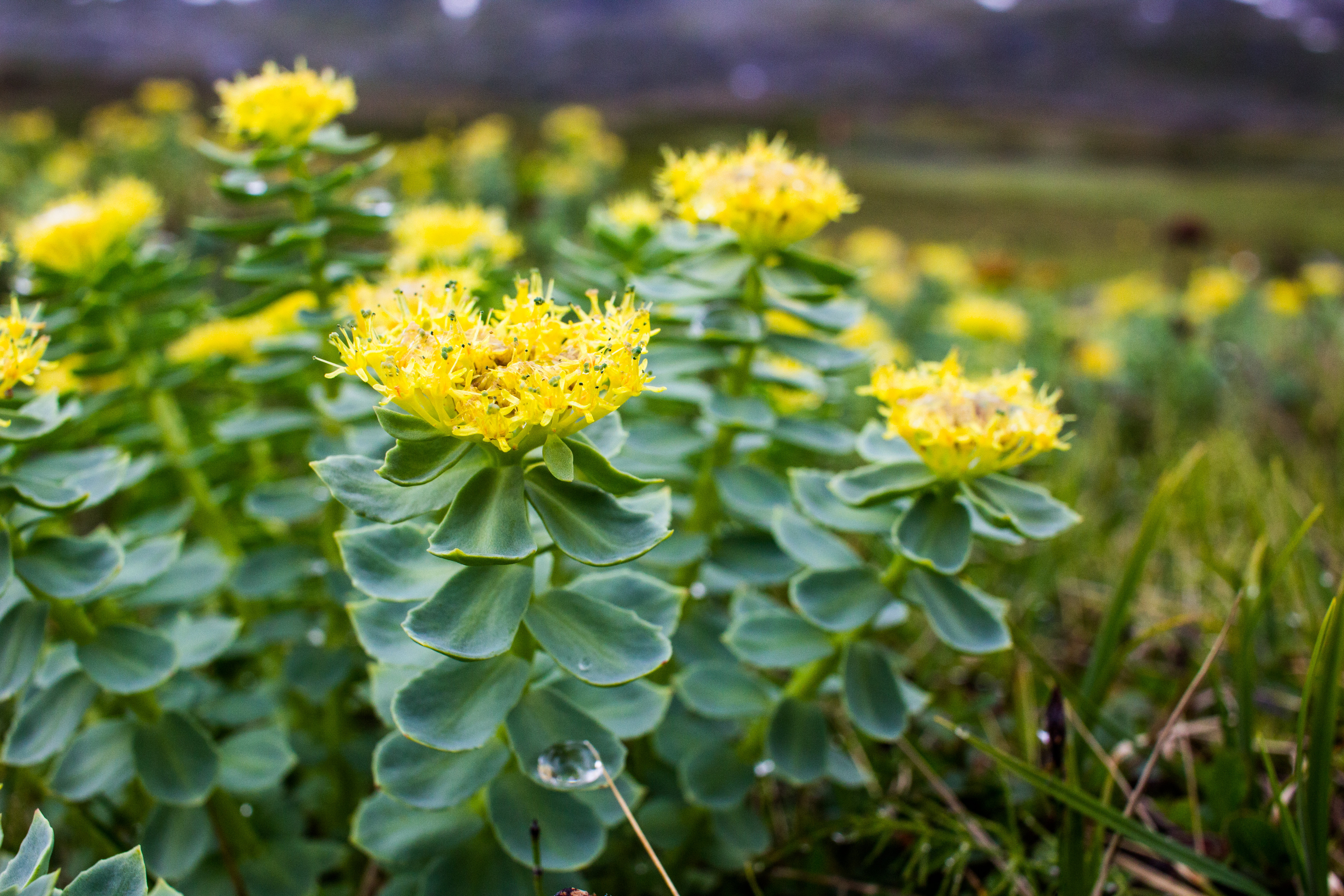 Hokku Designs Ademide Rhodiola Rosea On Canvas Photograph | Wayfair