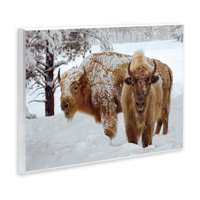 Plaque murale bison blanc d'hiver, design par Mike Jones