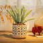 Pot de fleurs succulentes Charnece