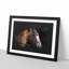 Horse Portrait - Picture Frame Graphic Art Print-56863381-56863382