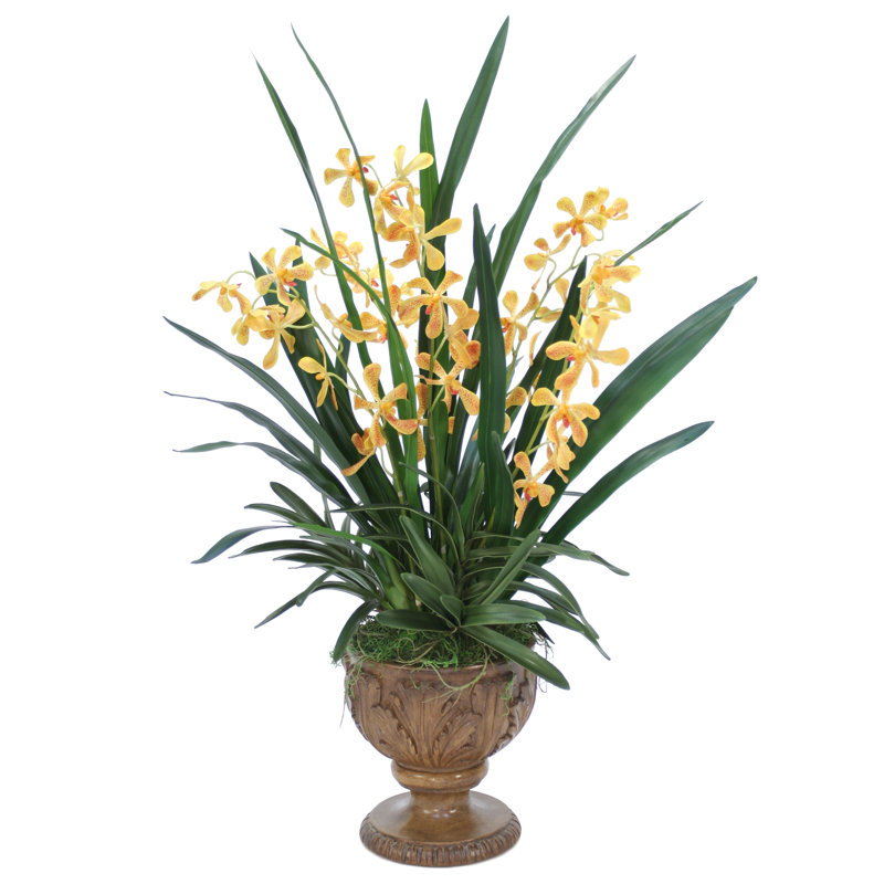 Plante orchidée en urn