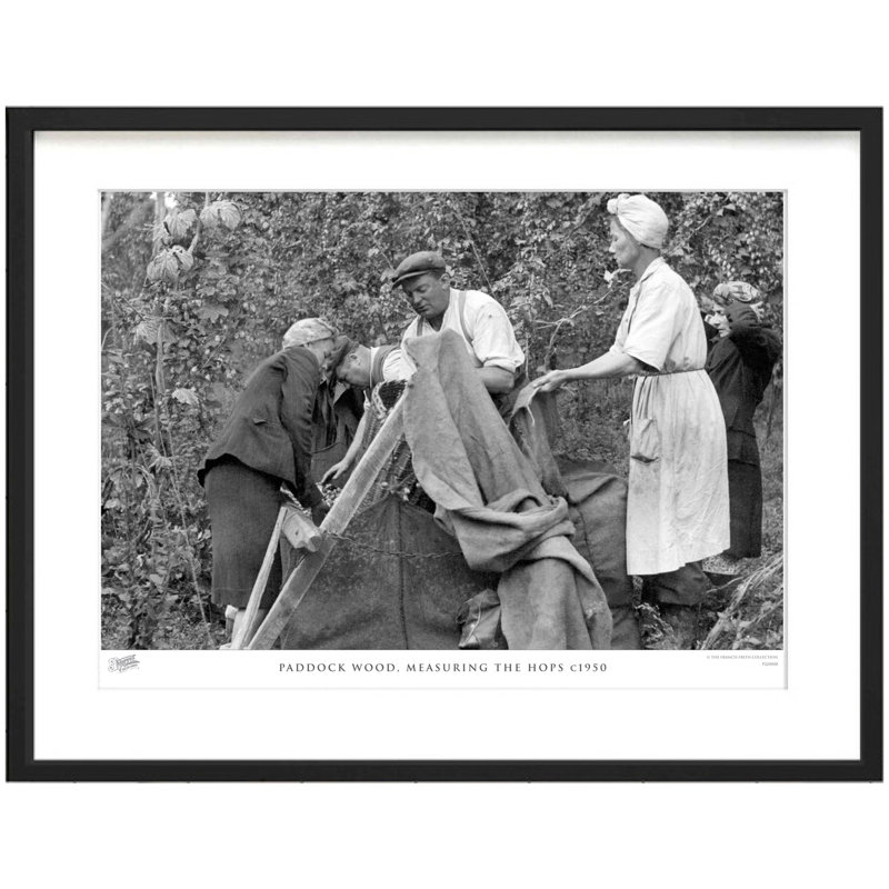 Paddock Wood, Measuring The Hops C1950 by Francis Frith - Single Picture Frame Print, 60cm H x 80cm W x 2.3cm D